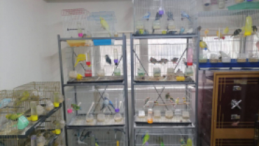 Işık Petshop